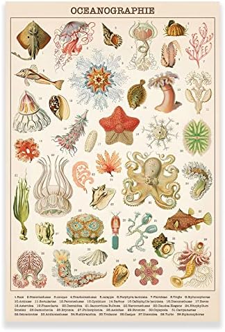 KWAY Vintage Óceán Poszter - Óceán Élet Medúza, Tengeri Biológia Tudomány Fal Művészi Nyomatok Rusztikus Stílus Óceán Falra Diagram