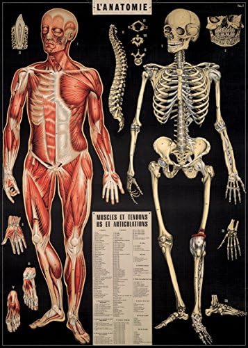 Cavallini Dekoratív Papír - L'Anatomie 20x28 Lap
