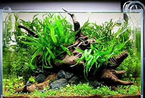 Greenpro Java Fern a Uszadék az Akváriumban Élő Növények Édesvízi akvárium Dekoráció, vízinövények