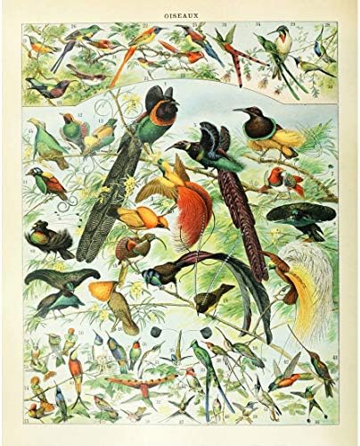 Meishe Művészeti Vintage Poszter Nyomtatás Biológia Botanikai Tudomány, Gyümölcs, Virág Virágzó, Virágos Fali Dísz Halak mélytengeri