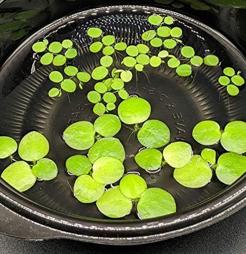 6 Mini Frogbit + 6 Víz Flitteres Combo, a Betta Hal az Akváriumban Úszó Növények Kezdőknek