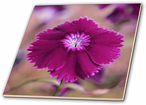 3dRose Egy makró fénykép egy lila dianthus virágzik. - Csempe (ct_350885_1)