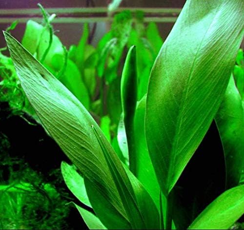 Greenpro | Anubias Lanceolata XXL Anya Füvet Könnyű az Akváriumban Élő Növény, Közepes-Nagy Tartály, Kezdő