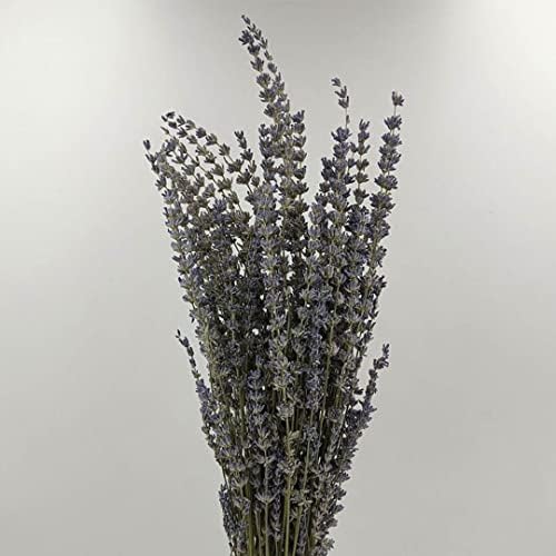 Prémium Szárított Levendula Virág - 16 Cm Teljes Hossz - Ideális Otthoni Dekoráció, Esküvő, Fotózás, majd virágdíszek (2 Csomag)