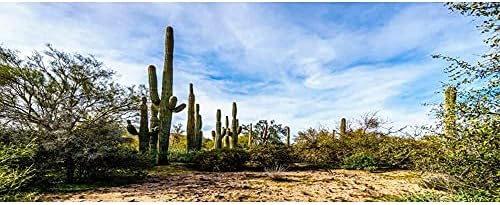 AWERT 30x12 hüvelyk Terrárium Háttér Góbi Oázis Kék Ég, Fehér felhők Hatalmas Kaktuszt Hüllő Élőhely Háttér Vinil